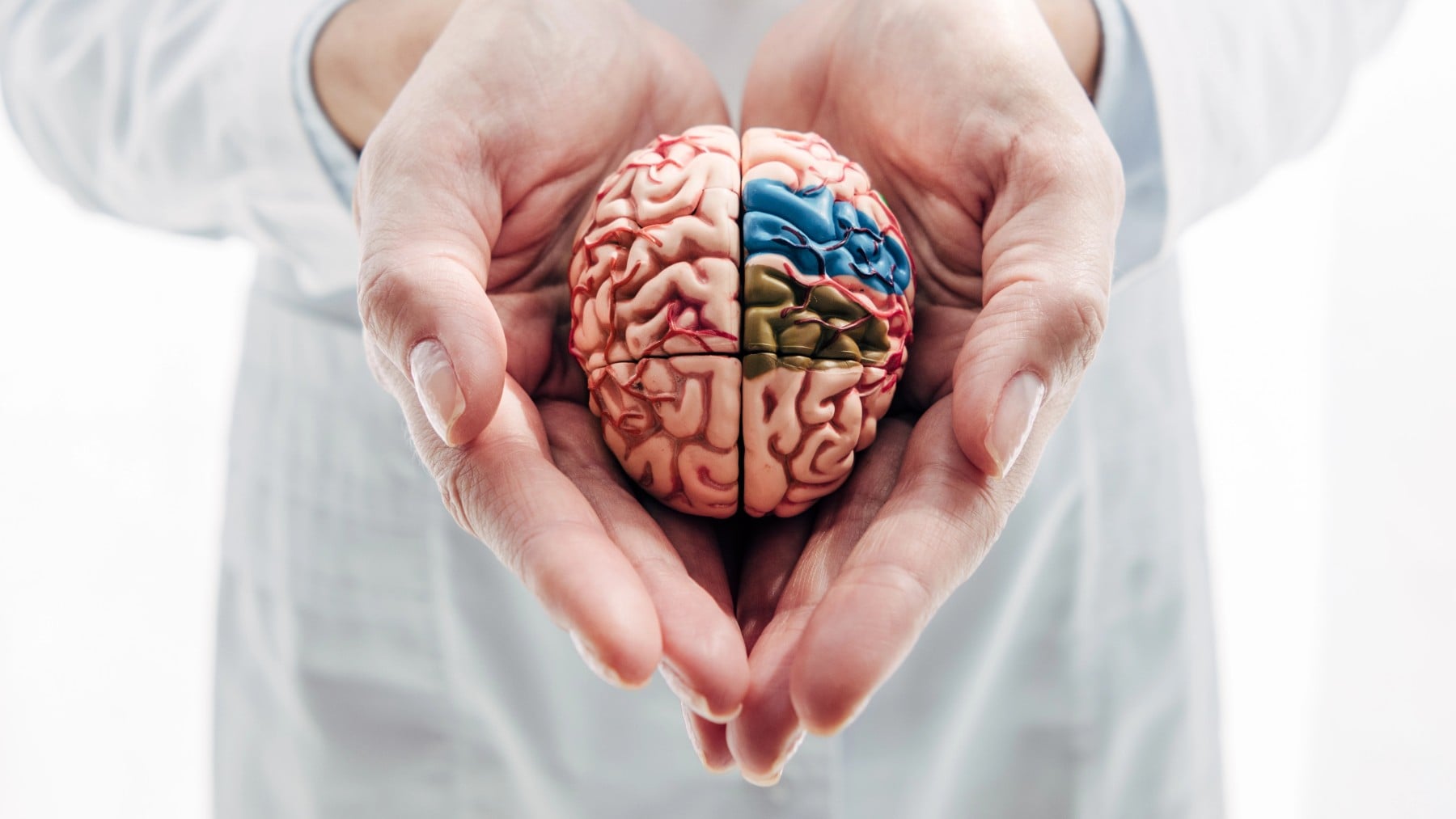 Una muestra de un cerebro humano.