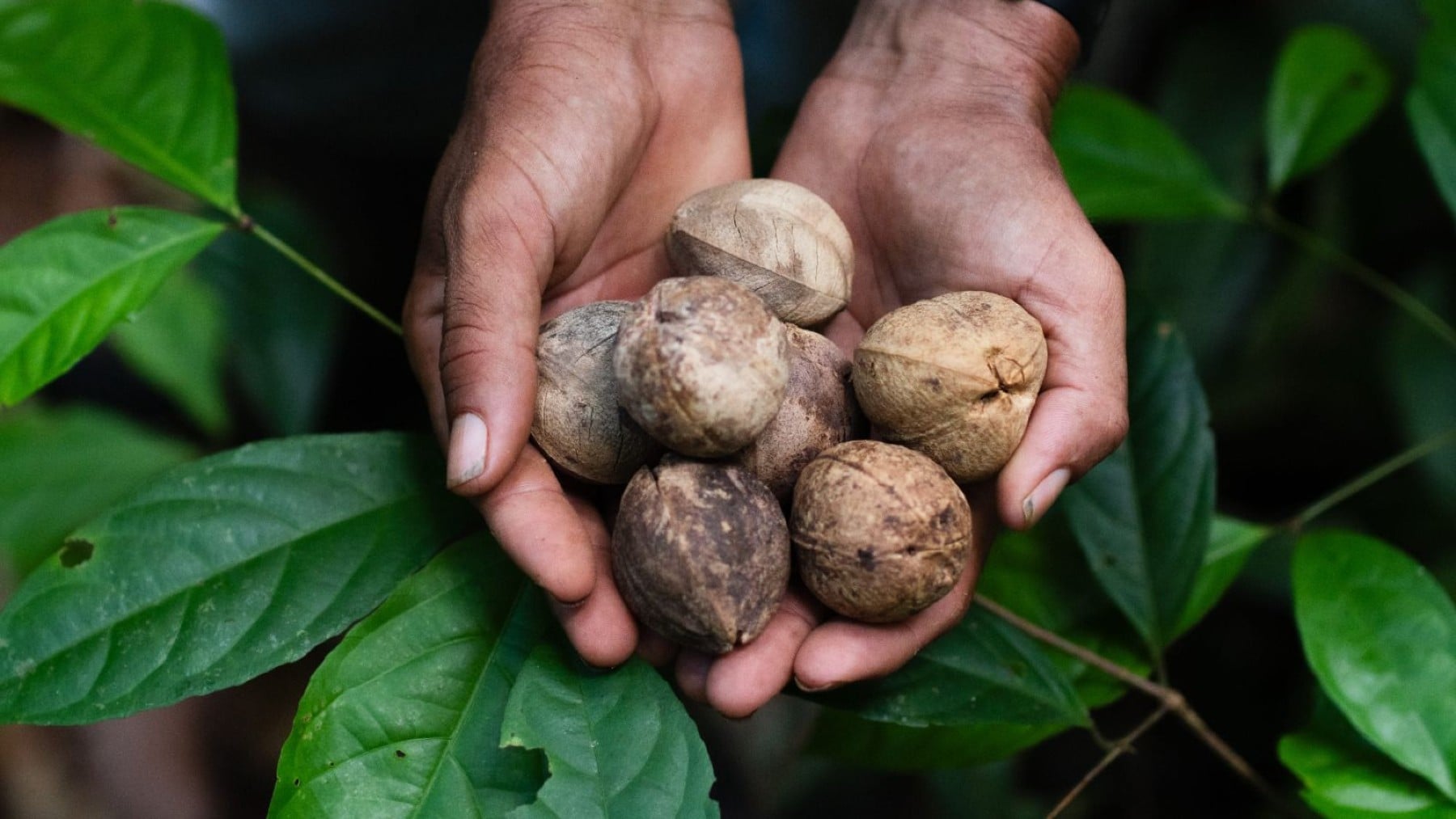 El fruto del que sale el aceite de Cacay